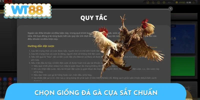Chọn giống đá gà cựa sắt chuẩn quyết định chiến thắng
