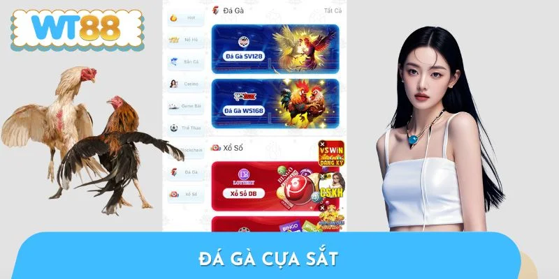 Đá Gà Cựa Sắt - Giáo Án A Đến Z Huấn Luyện Thần Kê