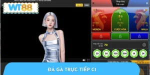 Đá Gà Trực Tiếp C1 - Sân Chơi Kịch Tính Nhất Tại Thomo