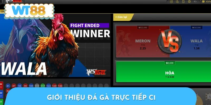 Đá gà trực tiếp C1 diễn ra nhanh tối đa 10 phút
