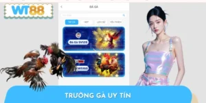 Trường Gà Uy Tín - Top 4 Địa Chỉ Được Dân Chơi Lựa Chọn