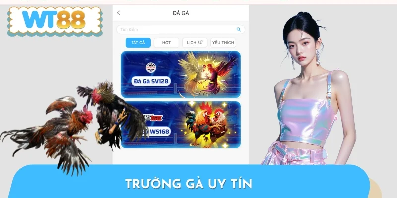 Trường Gà Uy Tín - Top 4 Địa Chỉ Được Dân Chơi Lựa Chọn